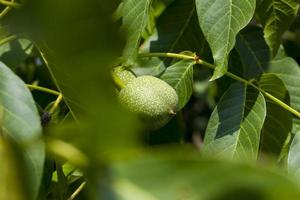 groene onrijpe walnoten in de zomer foto