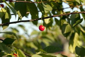 rode rijpe kers op de takken van een kersenfruitboom foto