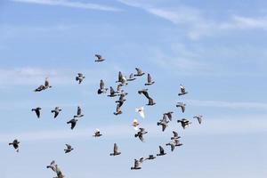 een zwerm duiven die in de blauwe lucht vliegen foto