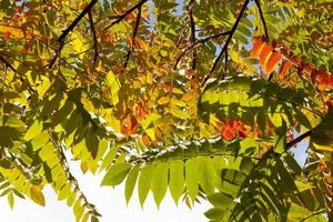 herfstboom met gebladerte veranderde van kleur in het herfstseizoen foto