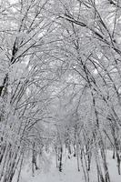 kale loofbomen in de sneeuw in de winter foto
