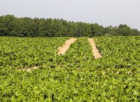 landbouwgebied waar veredelingsbietenrassen worden verbouwd foto