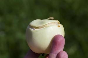 fruit met appels foto