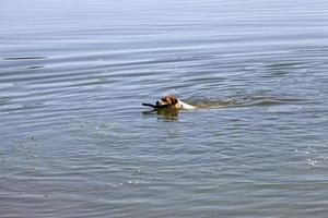 een hond die in het water zwemt foto