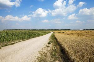 weg in een veld foto