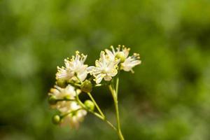 gele bloemen van linde foto