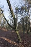 esdoornblad in het herfstseizoen tijdens bladval foto