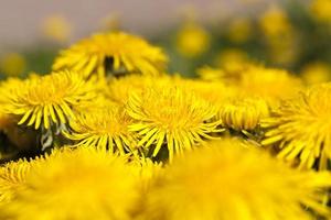 felgele bloeiende paardebloemen foto