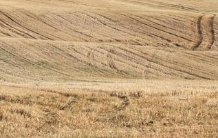 landbouwgebied, granen foto