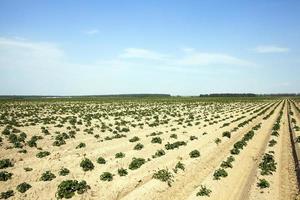 landbouw, aardappelveld foto