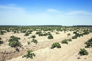 landbouw, aardappelveld foto