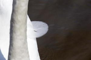 witte volwassen zwanen die op het meer zwemmen, close-up foto