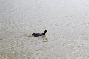 wilde kleine eenden op het grondgebied van meren foto