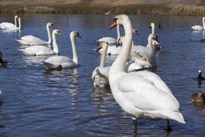 drijvend op het water een groep witte zwaan foto