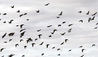 vogels vliegen in de lucht foto