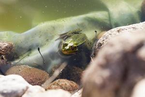 een kikker die in het water van een kunstmatig meer zwemt foto