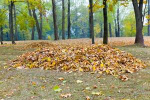 herfst in het park foto