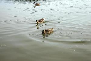 wilde eenden in de natuur in de zomer of lente foto