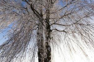 diepe sneeuwverstuivingen en bomen na de laatste sneeuwval foto