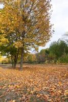 herfst in het park foto