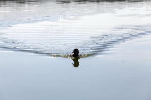 eenden in hun natuurlijke habitat foto