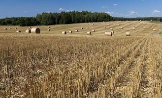 gouden tarwestro is droog en stekelig foto