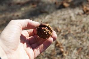 gepelde kastanjes in de herfst foto