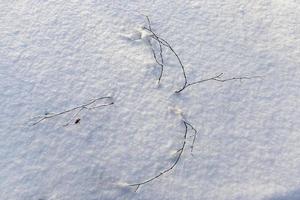 sneeuwval in de winter en witte pluizige koude sneeuw en gras foto