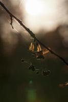 herfst lindeboom met gebladerte foto