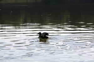 wilde eenden in de natuur foto