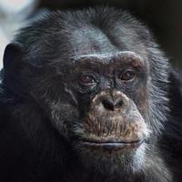 gewone chimpansee (panholbewoners) foto