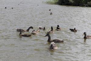 wilde natuur met vliegen en watervogels foto