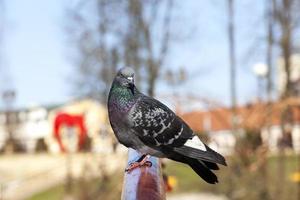 hongerige duiven die in de stad wonen foto