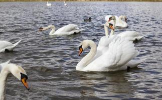 groep zwanen in de lente foto