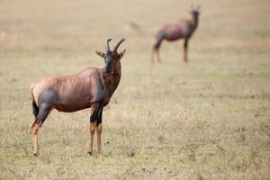 topi antilope (damaliscus lunatus) foto