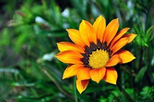 oranje gazania daisy flower close-up met kopie ruimte foto