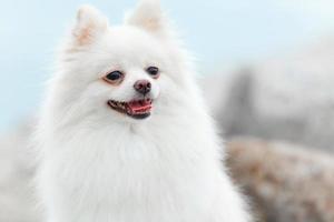 witte Pommerse hond