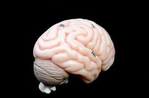 menselijke brein foto