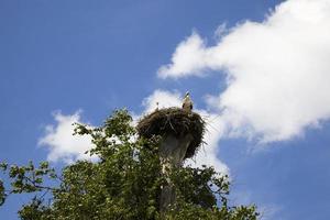 gewone witte ooievaar foto