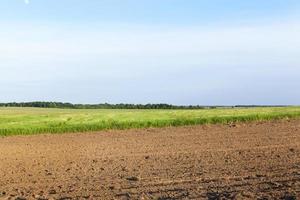 gecultiveerde groene weide foto