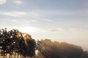 bomen bij zonsondergang of zonsopgang foto