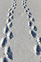 voetafdrukken en deuken in de sneeuw foto