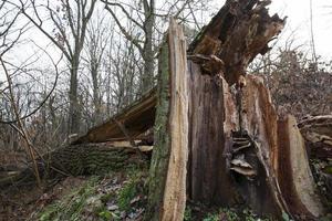 dode boom in hout foto