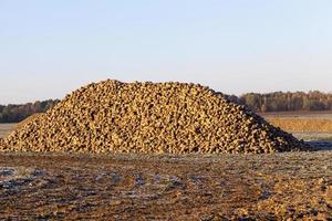 bietenwortels, het veld foto