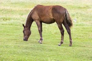 paard paardenweiden zomer foto