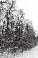 boomtakken in de sneeuw foto