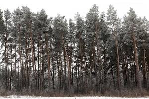 winter seizoen. foto