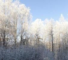 winterlandschap, close-up foto