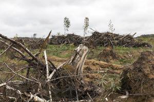 bomen na de orkaan foto