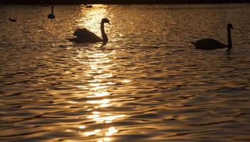 lente op het meer met de zwanenfamilie foto